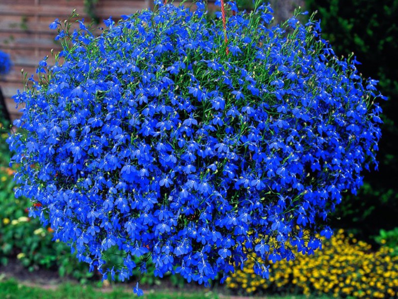 Lobelia in bloom