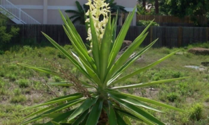 Yucca garden plant