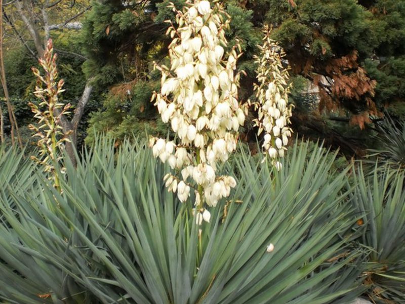 Garden yucca care