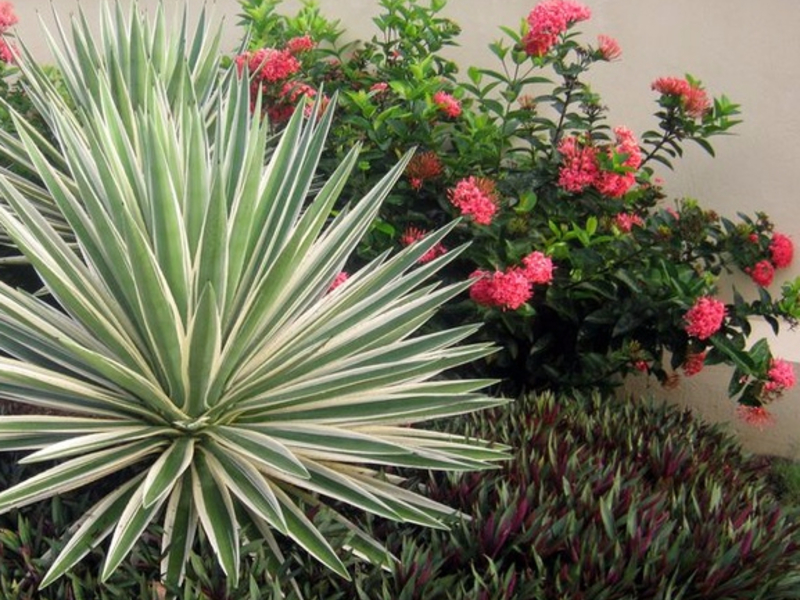 How to care for a yucca at home