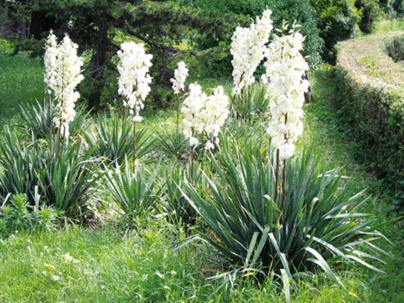 Planting and caring for a yucca