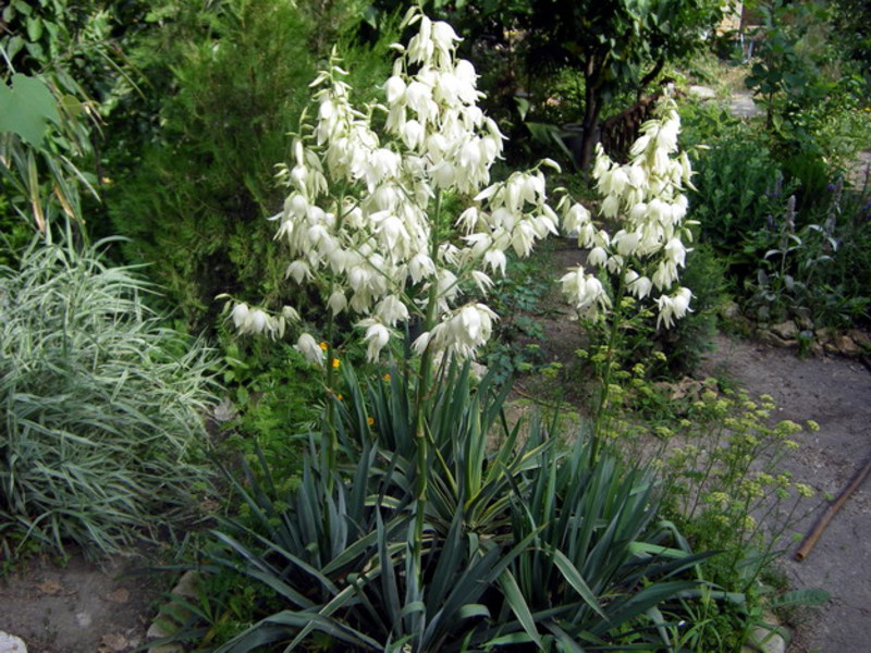 Yucca garden development features