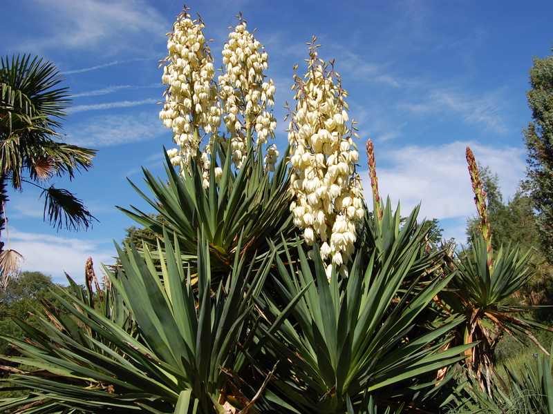 How to properly water a yucca