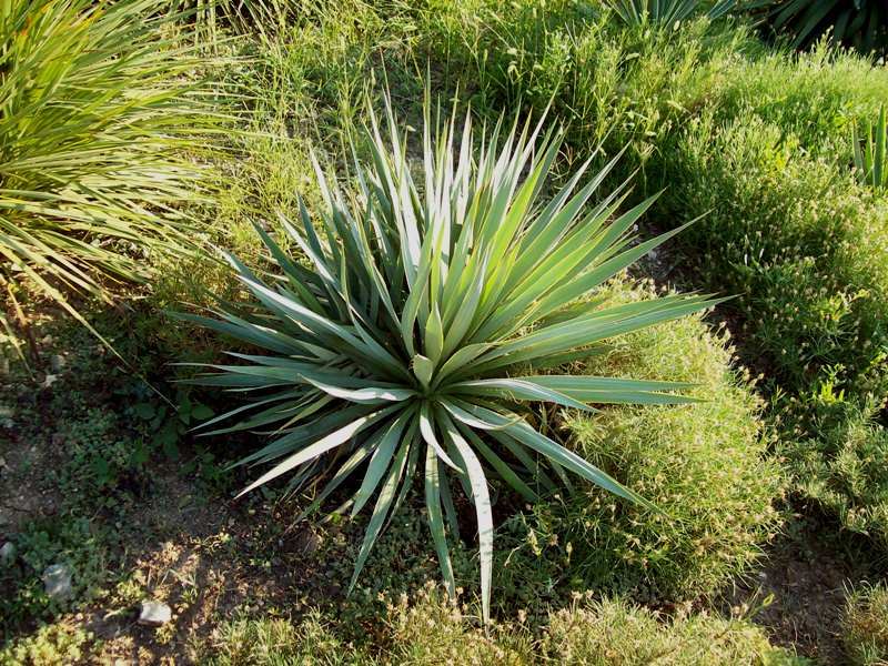 Yucca garden plant