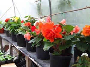 Home begonia flower