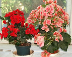 Home flowers Begonia