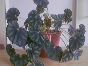 Indoor begonia