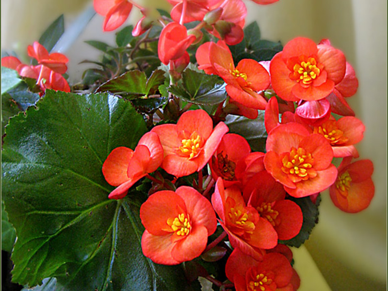 Begonia care