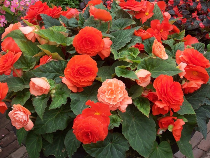 Blooming begonia