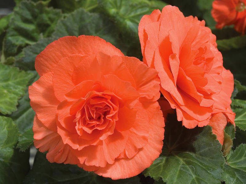 Flowering period of begonia