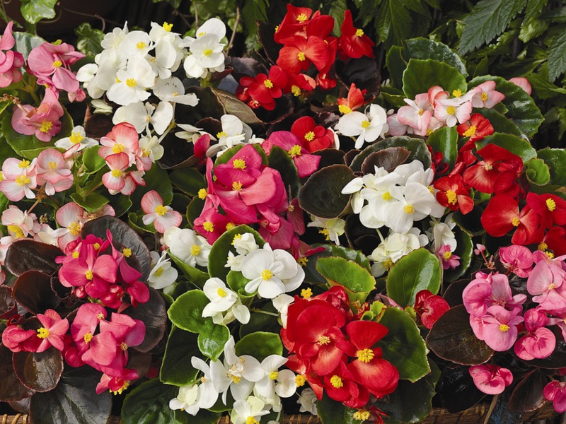 How the begonia flower looks