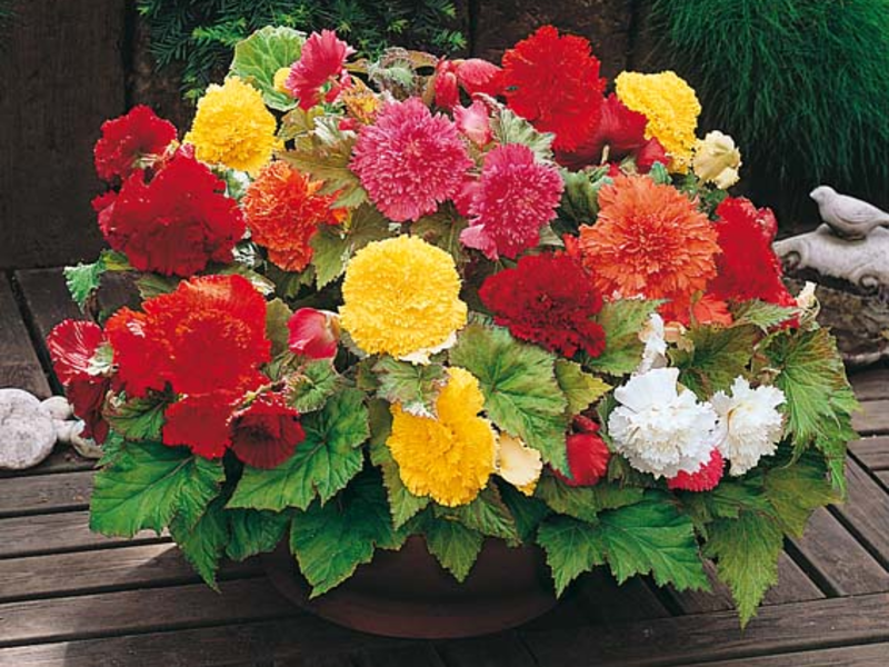 Begonia variety name