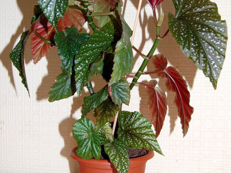 Blooming begonia