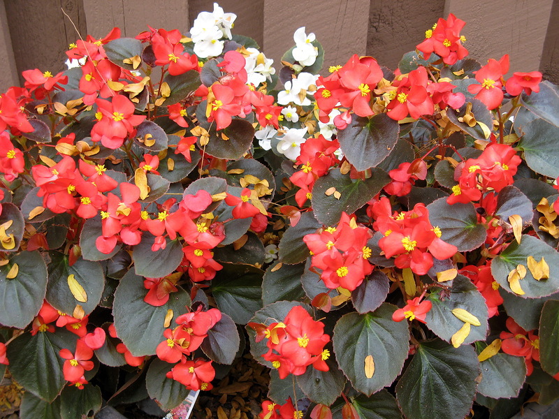 What conditions are suitable for growing begonias