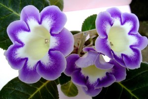 Gloxinia in a pot