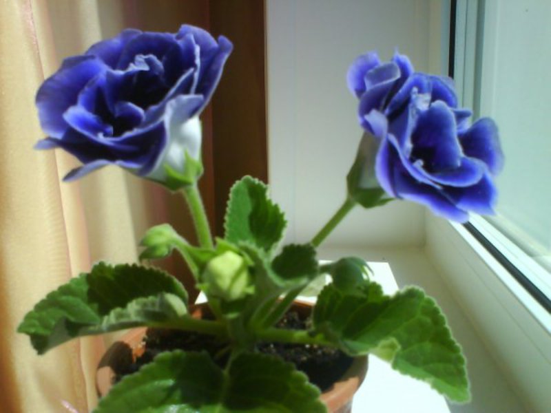 How to plant gloxinia