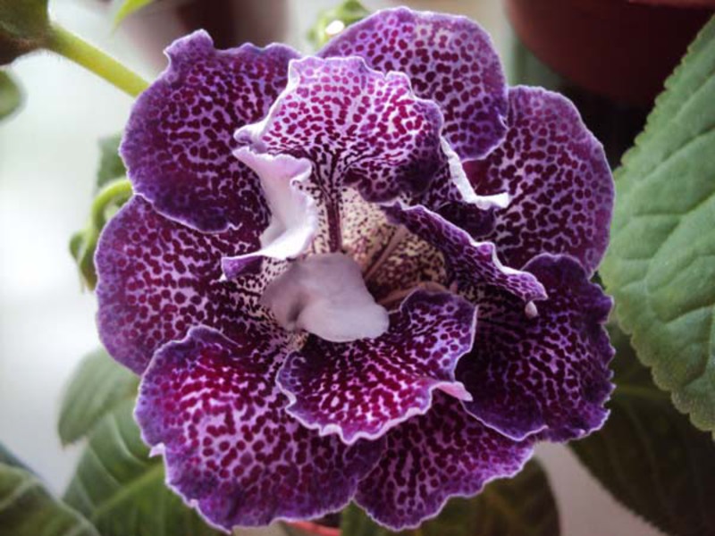 Gloxinia flowering period