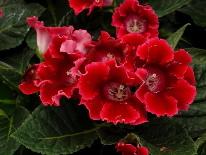 Breeding features of gloxinia