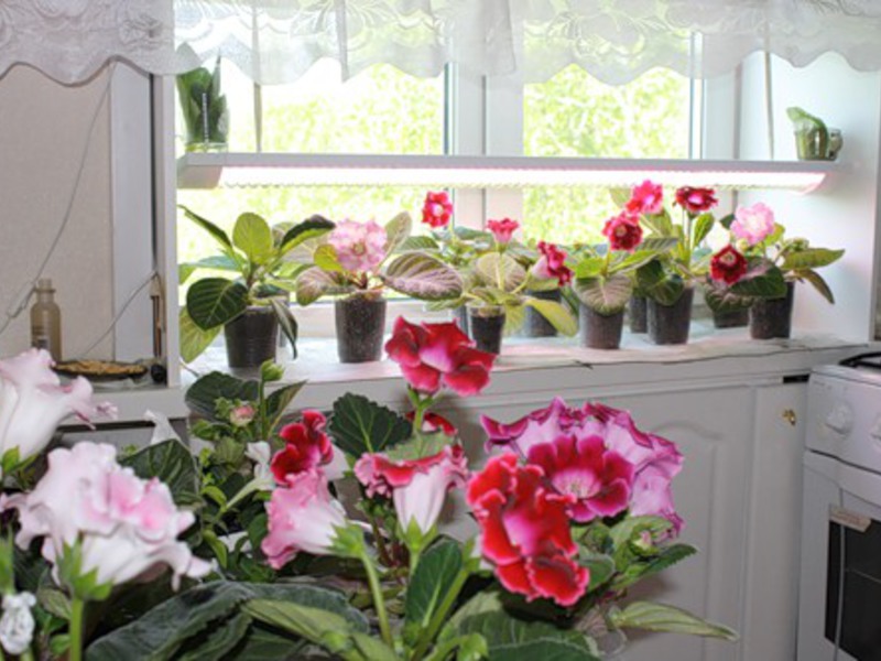 How to properly propagate gloxinia