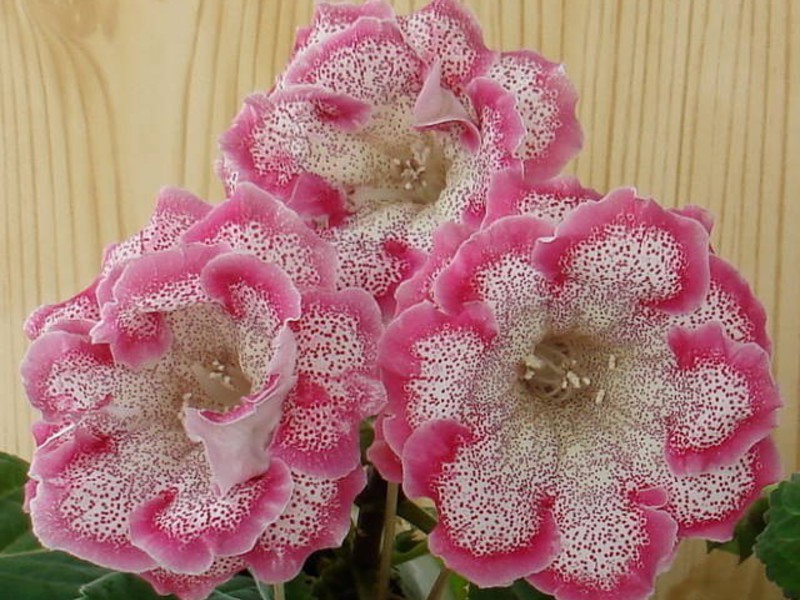 Gloxinia pests