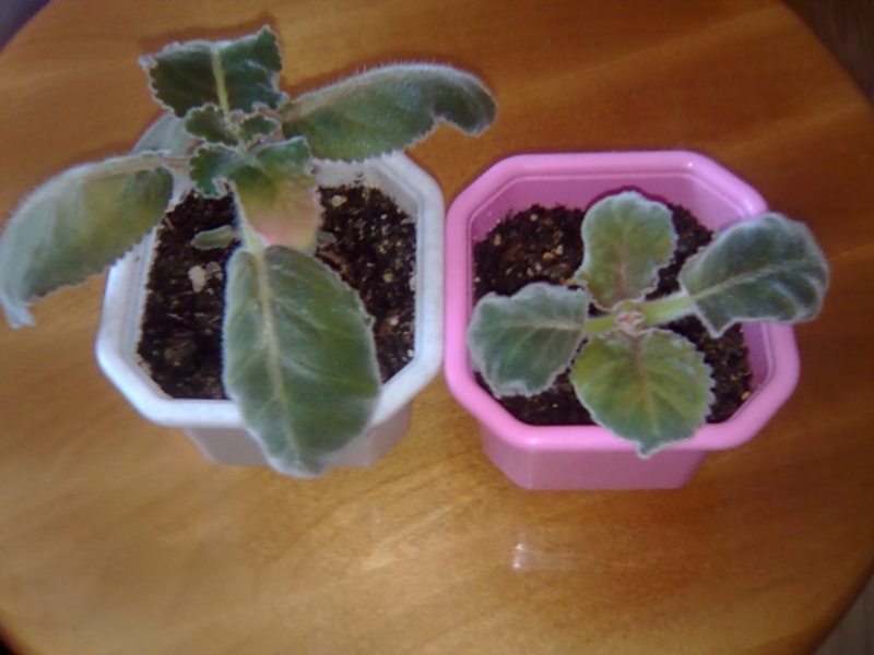 Reproduction of gloxinia by cuttings