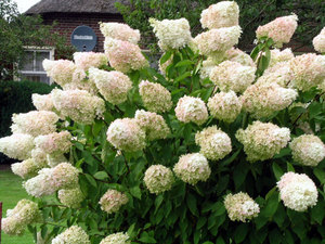 Hydrangea Grandiflora - what this variety looks like