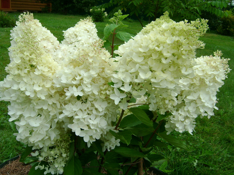 Hydrangea blooms are great regardless of the variety.