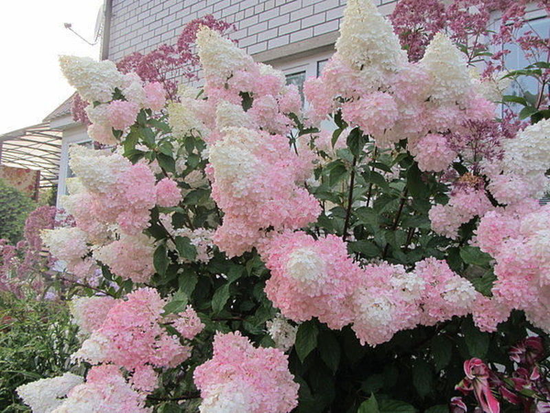 Hydrangea Vanilla Fries - features of the variety.