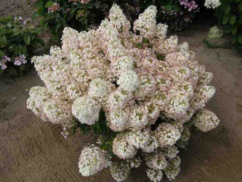 Panicle hydrangea will be an excellent solution for creating landscaping in the garden