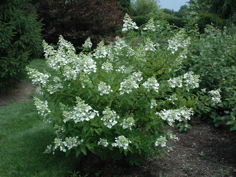 Hydrangea Unique е изискана и изискана красота.