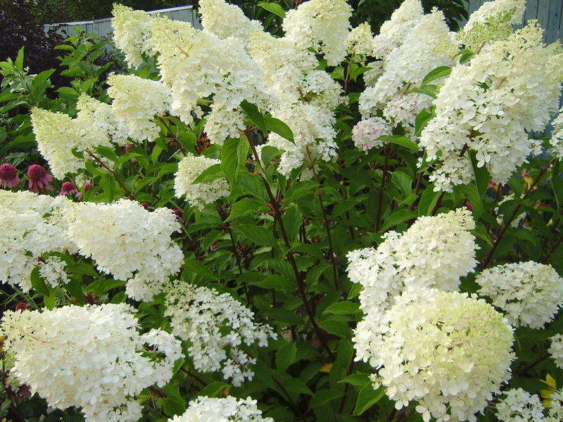 Hydrangea Phantom - цялото великолепие на цъфтежа на хортензия е въплътено в този сорт.