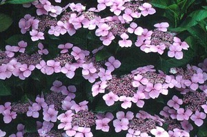 Serrate hydrangea is a very interesting shrub.