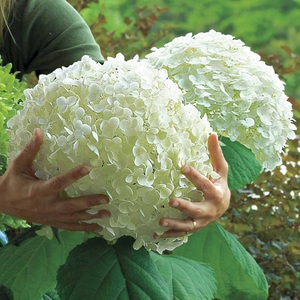 Hydrangea Incredible - huge balls of flowers!