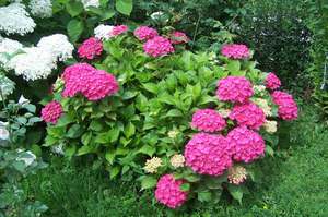 Hydrangea should be prepared for winter in advance.