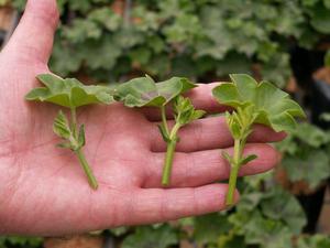 Propagation of hydrangeas - twigs that will become cuttings.