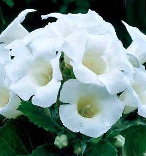 Beautiful gloxinia