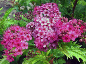 Spirea bush is a beautiful flowering plant