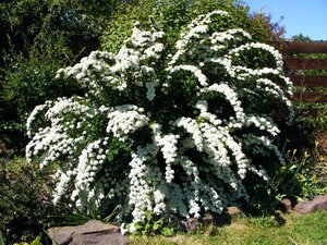 Gray spirea blooms almost all summer.