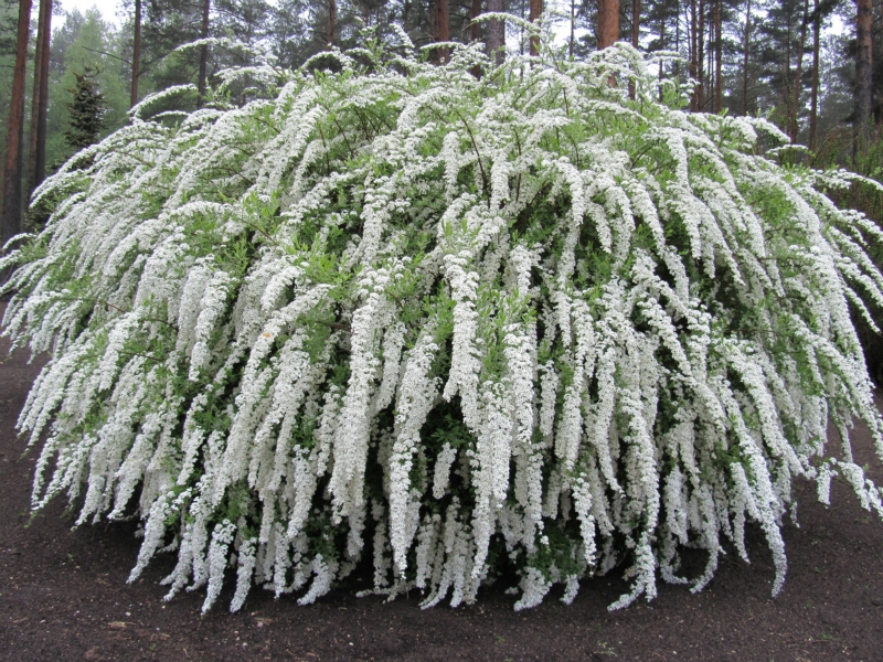 Spirea Grefsheim - features of flowering