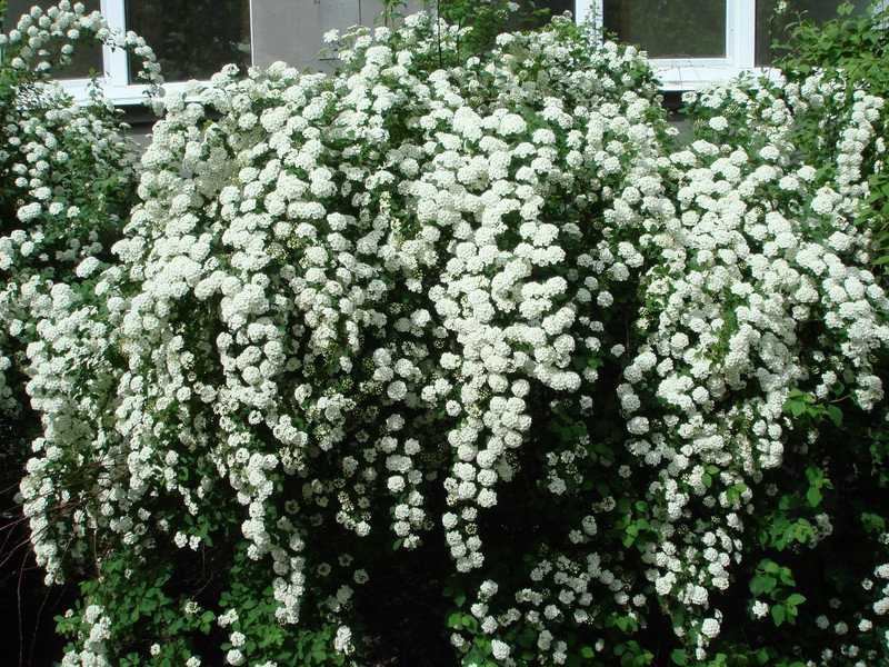 Spirea Wangutta is another type of ornamental shrub