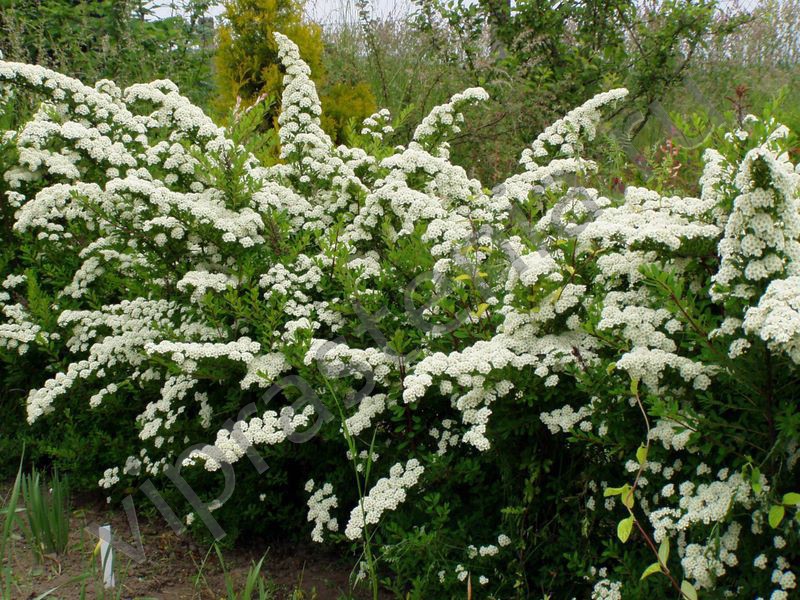 Spirea nippon - what is it?