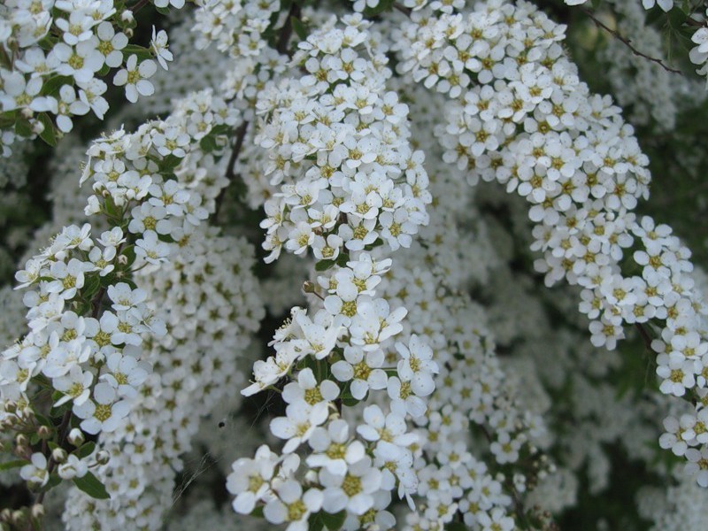 Spirea sharp-toothed Arguta in the garden