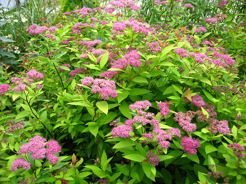 Spirea in the garden - very popular for zoning and as a decoration in a flower bed