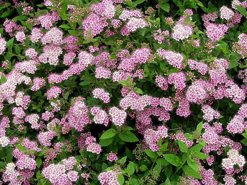 Spirea Little princesses - beautiful bushes for the site.