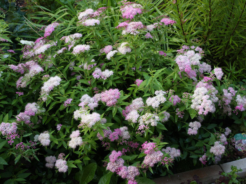 Spirea Shiroban - features of flowering