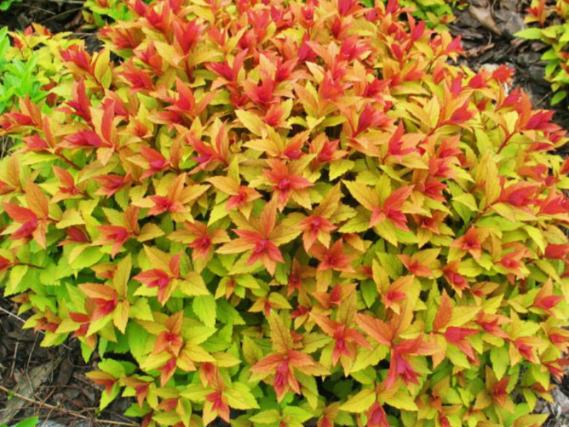 Spirea Goldflame is a very bright shrub