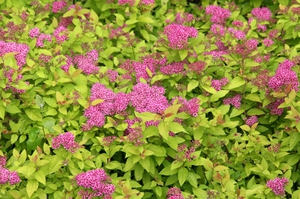 Golden Princesses is one of the varieties of spirea.