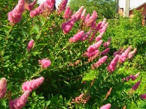 Willow spirea is a very interesting shrub for the garden