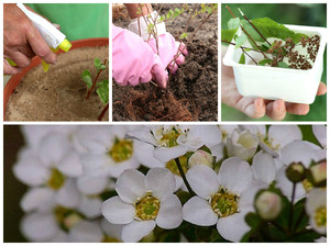 Planting spirea in the spring