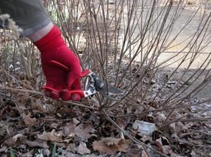 Shrub care in autumn - pruning branches, preparing for winter.